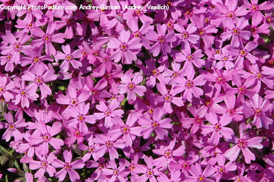 Blossom, Flora, Flower, Plant, Geranium, Petal, Dahlia