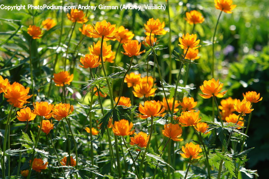 Plant, Potted Plant, Blossom, Flora, Flower, Tulip, Asteraceae