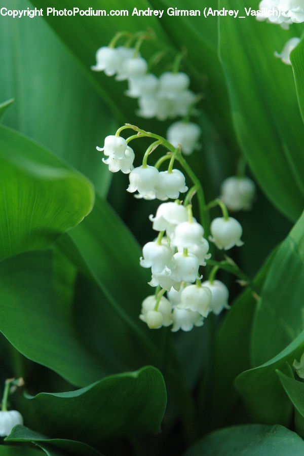 Blossom, Flora, Flower, Plant, Tulip, Lupin, Fruit