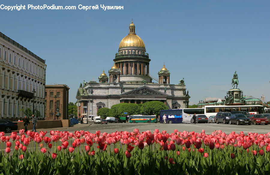 Blossom, Flora, Flower, Plant, Tulip, Building, Architecture