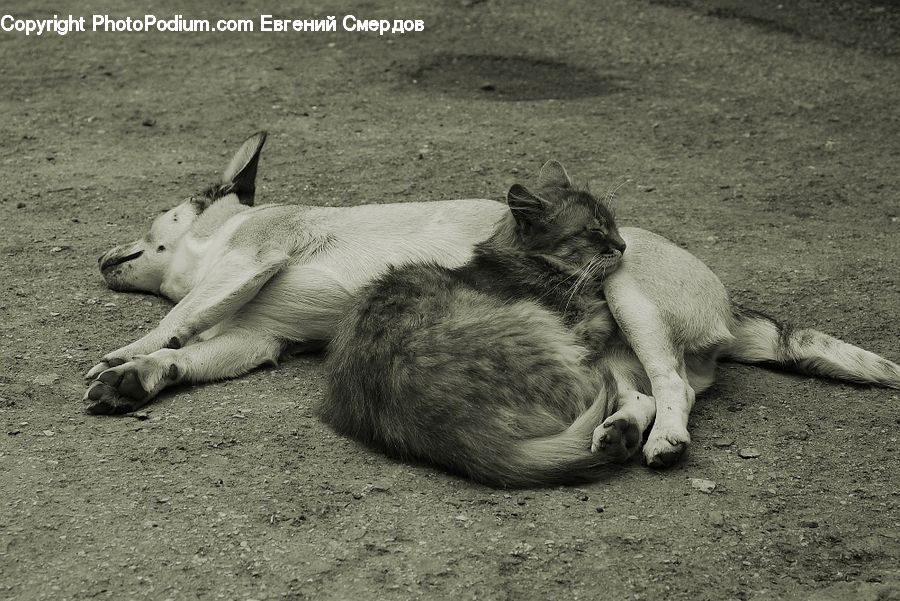 Animal, Zoo, Alpaca, Llama, Mammal, Outdoors, Sand