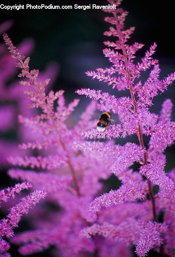 Blossom, Flora, Flower, Plant, Geranium, Conifer, Fir
