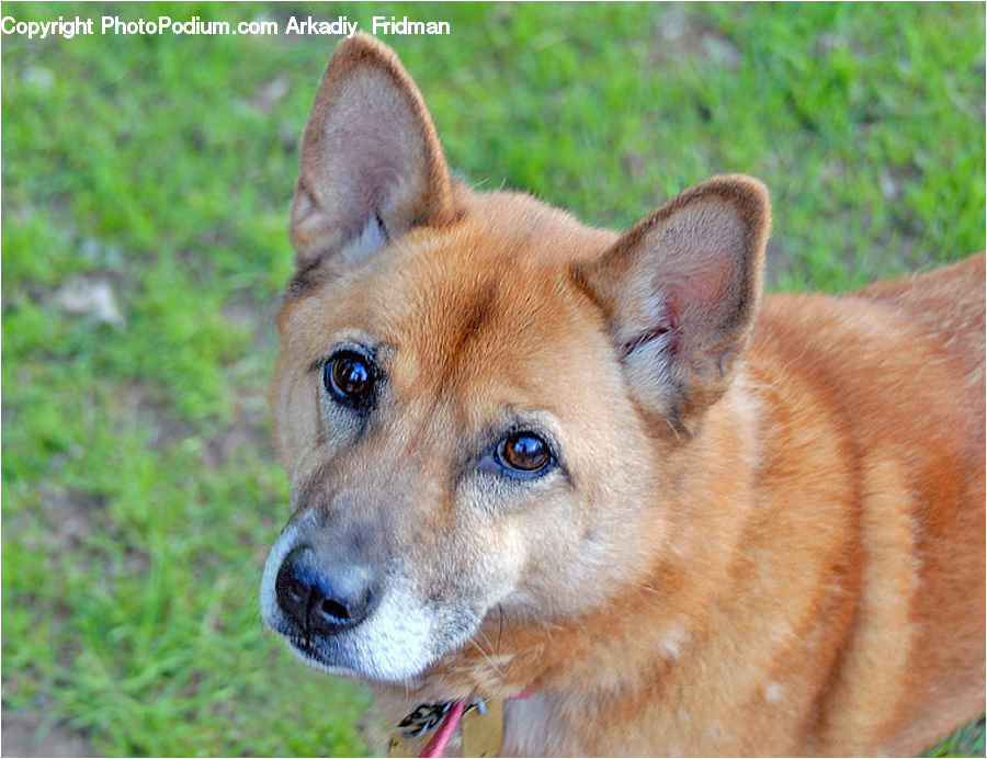 Animal, Canine, Dog, Husky, Mammal, Pet, German Shepherd