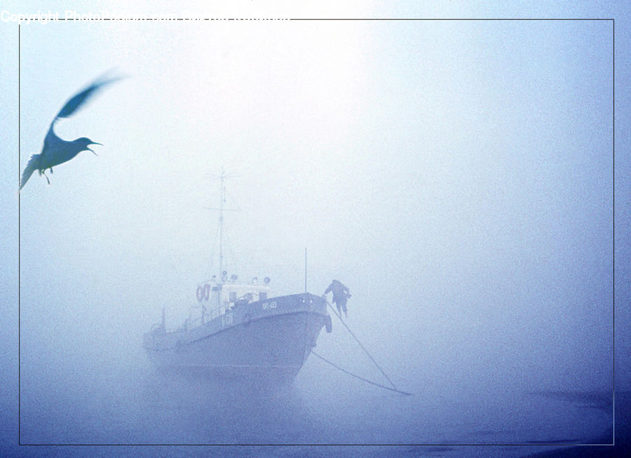 Blizzard, Outdoors, Snow, Weather, Winter, Bird, Freighter
