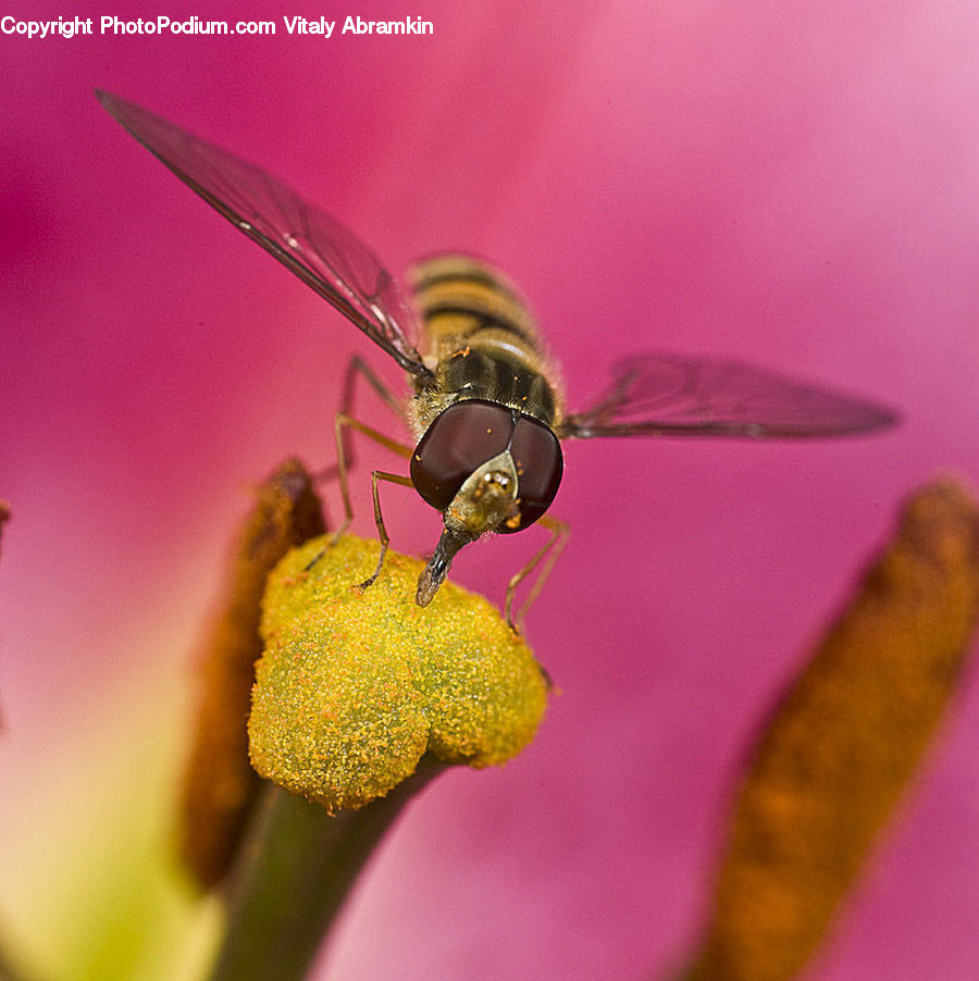 Flora, Pollen, Bee, Insect, Invertebrate, Cutlery, Spoon