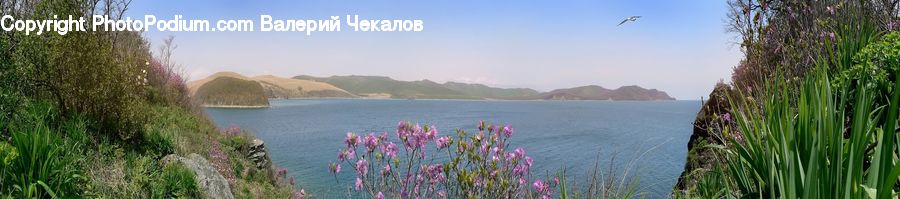 Flora, Flower, Iris, Plant, Field, Grass, Grassland