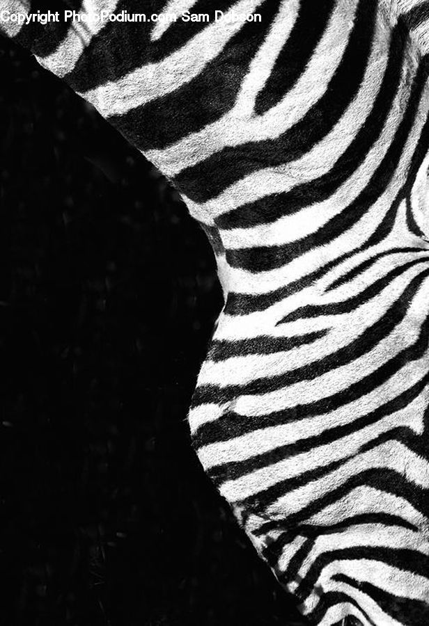 Animal, Mammal, Zebra, Asphalt, Tarmac, Silhouette, Alley