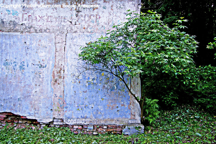Ivy, Plant, Vine, Tree, Brick, Birch, Wood