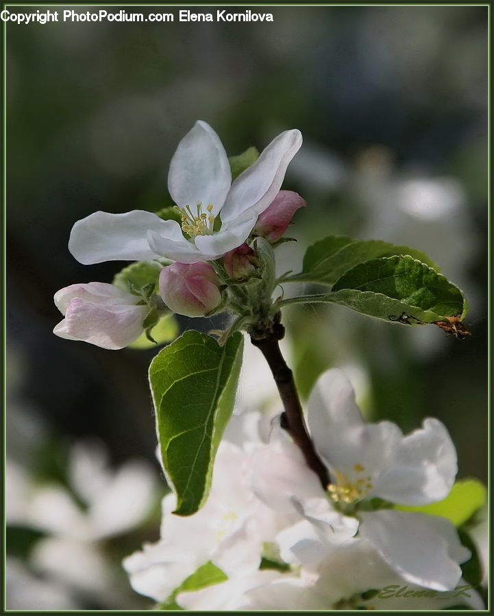 Blossom, Flora, Flower, Plant, Cherry Blossom