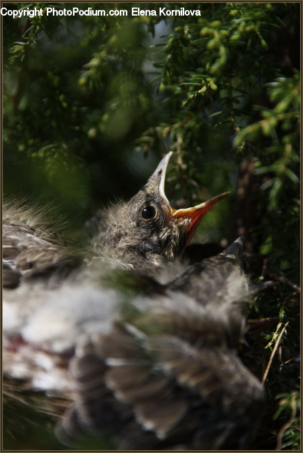 Plant, Potted Plant, Bird, Blackbird, Conifer, Fir, Tree