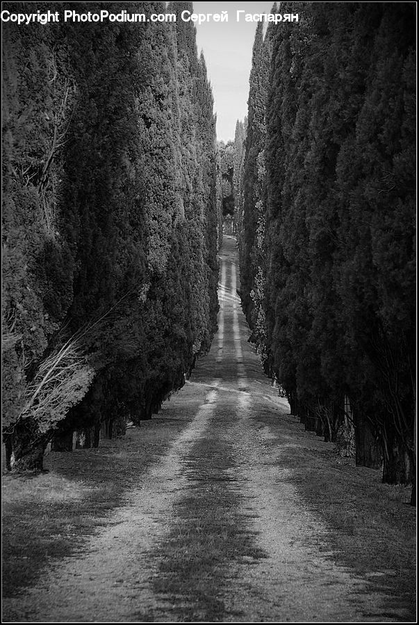 Path, Trail, Road, Walkway, Alley, Alleyway, Street