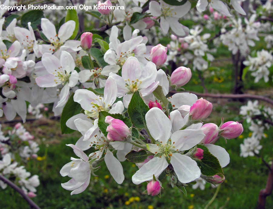 Blossom, Flora, Flower, Plant, Gladiolus, Geranium, Cherry Blossom