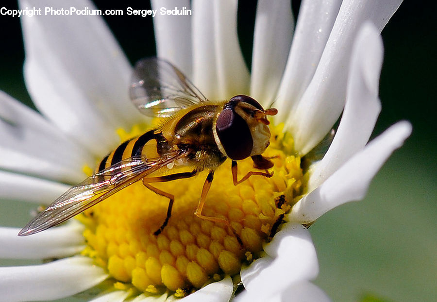Bee, Insect, Invertebrate, Glass, Bumblebee, Honey Bee, Flora
