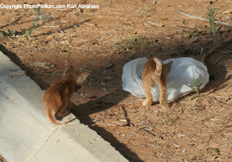 Aloe, Plant, Animal, Canine, Dog, Mammal, Pet