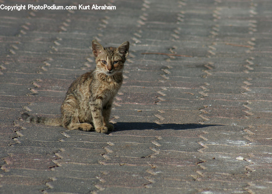 Animal, Cat, Kitten, Mammal, Pet, Manx, Canine