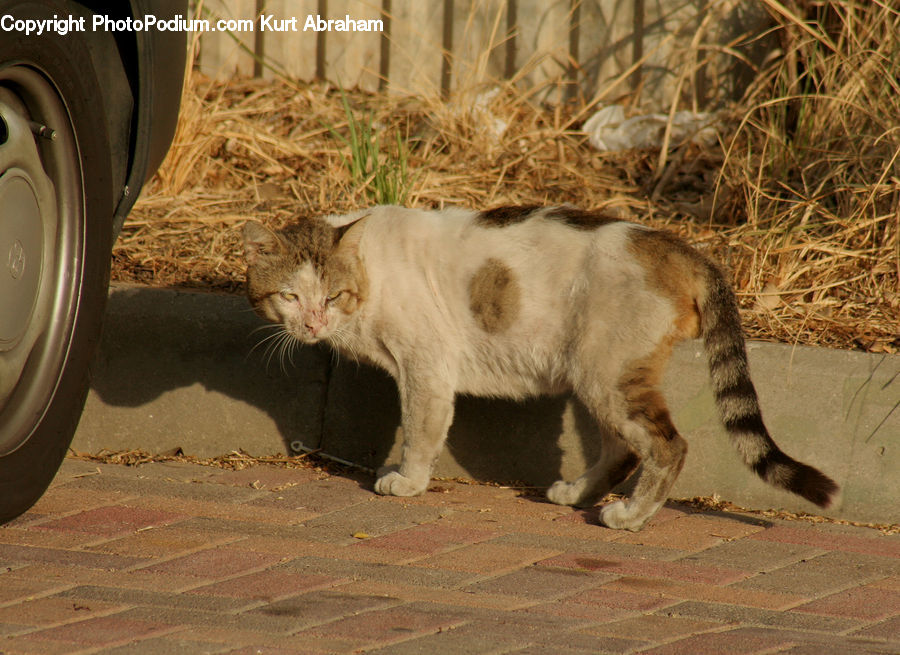Animal, Cat, Mammal, Manx, Pet, Kitten, Siamese