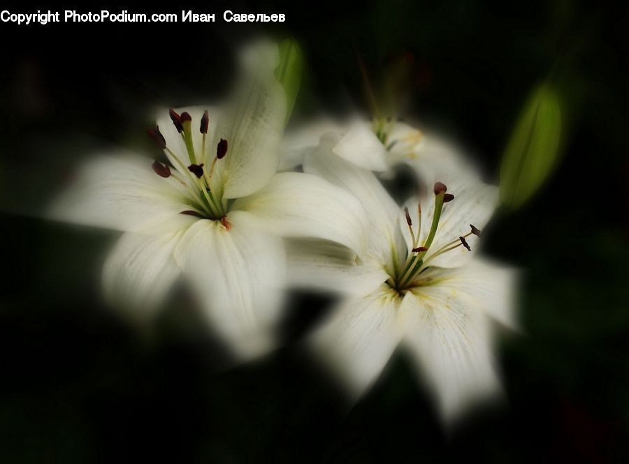 Blossom, Flora, Flower, Geranium, Plant, Cosmos, Petal