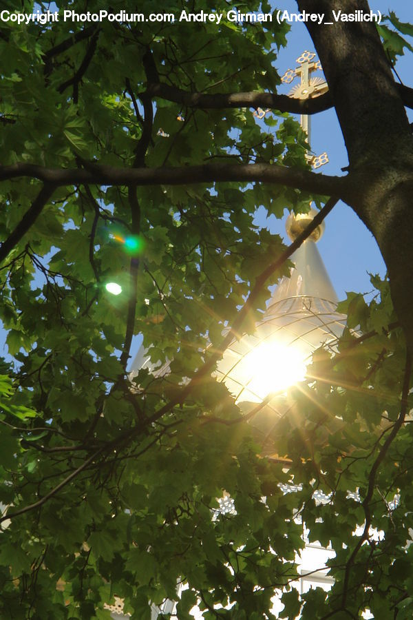 Flare, Light, Sunlight, Oak, Sycamore, Tree, Tree Trunk
