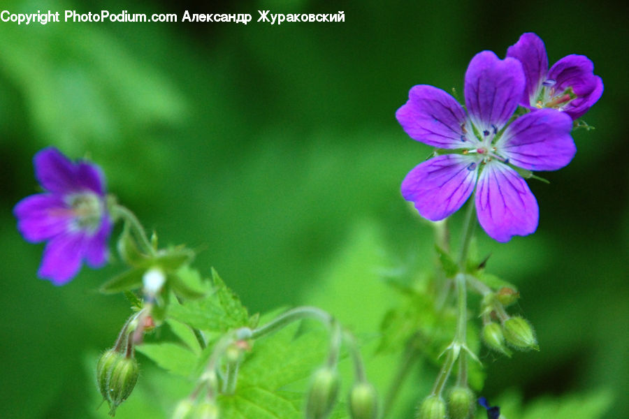Blossom, Flora, Flower, Geranium, Plant, Petal, Violet