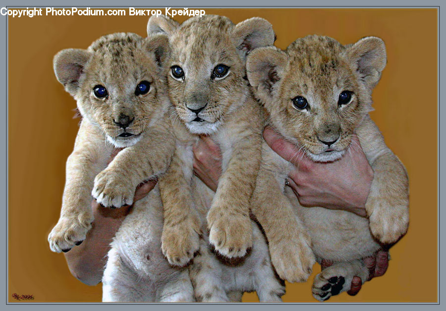 Hug, Animal, Lion, Wildlife