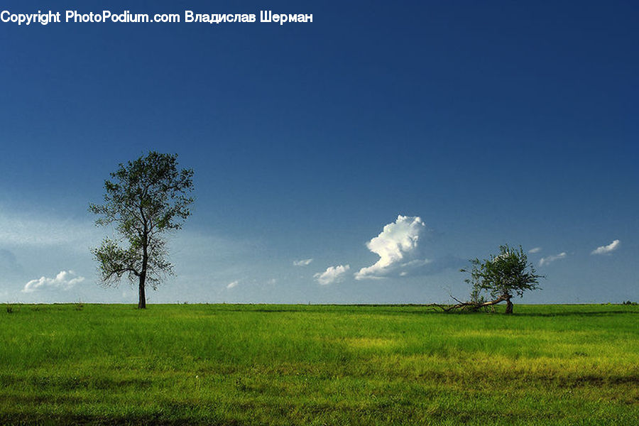 Field, Grass, Grassland, Land, Outdoors, Plant, Landscape