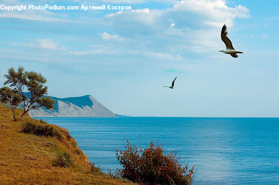 Adventure, Flight, Gliding, Land, Marsh, Outdoors, Swamp