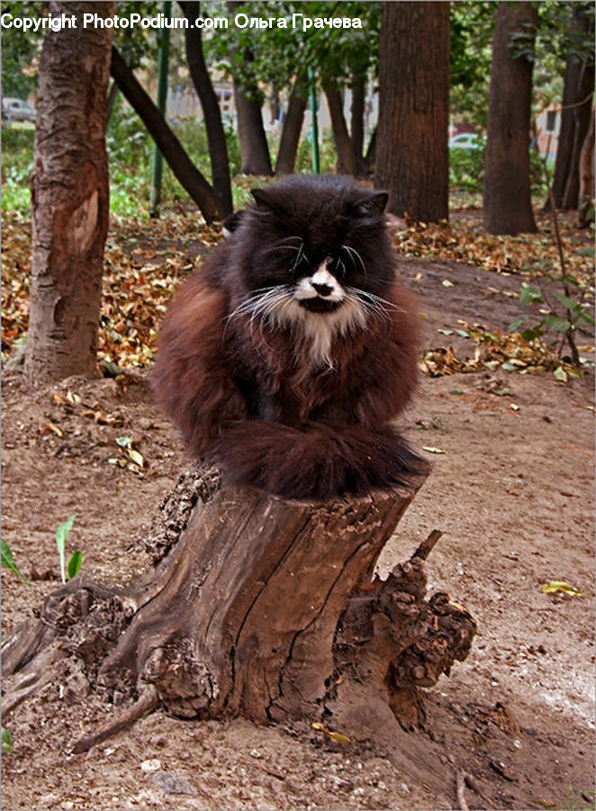 Animal, Mammal, Monkey, Orangutan, Para Rubber Tree, Plant, Tree