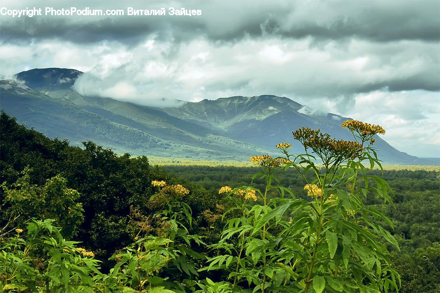 Bush, Plant, Vegetation, Forest, Jungle, Rainforest, Blossom