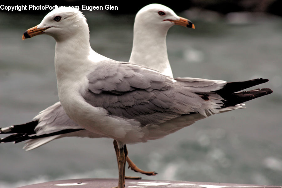 Bird, Seagull, Beak, Dove, Pigeon, Goose, Waterfowl