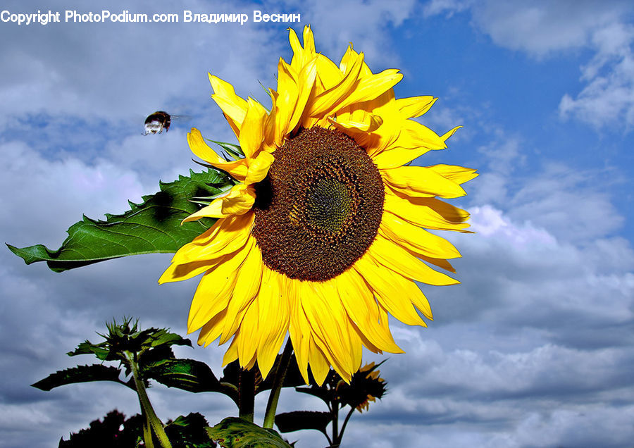 Blossom, Flora, Flower, Plant, Sunflower, Leaf, Maple