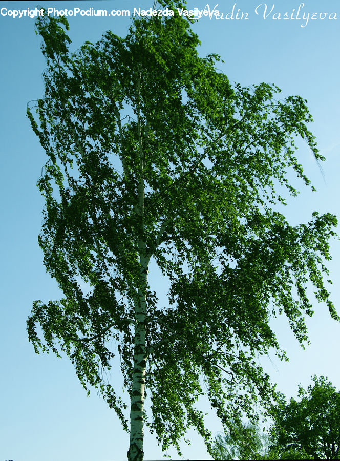 Oak, Tree, Wood, Sycamore, Tree Trunk, Plant, Conifer