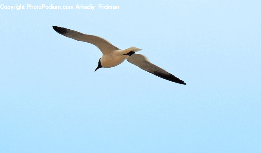 Bird, Booby, Arm, Albatross, Seagull, Flying, Finger