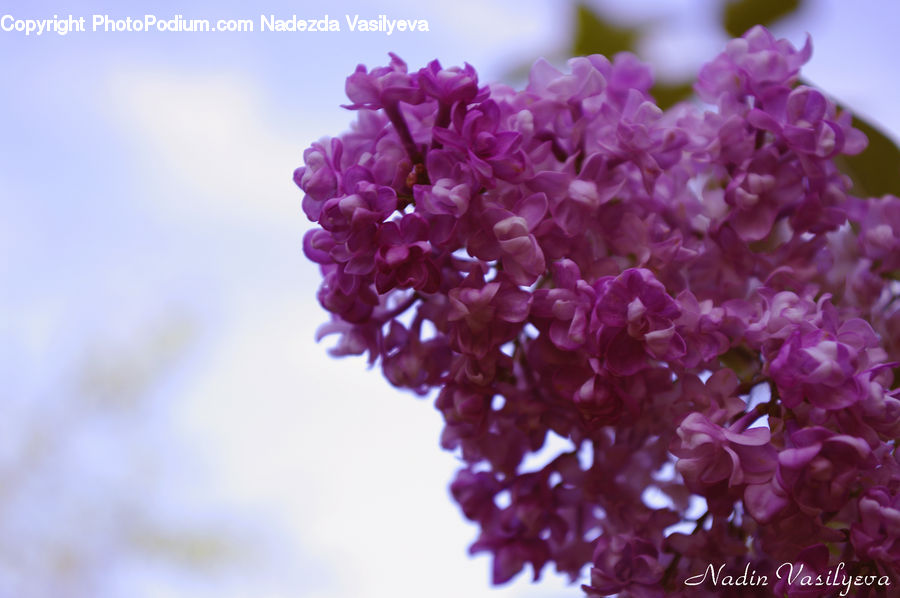 Blossom, Flower, Lilac, Plant, Flora