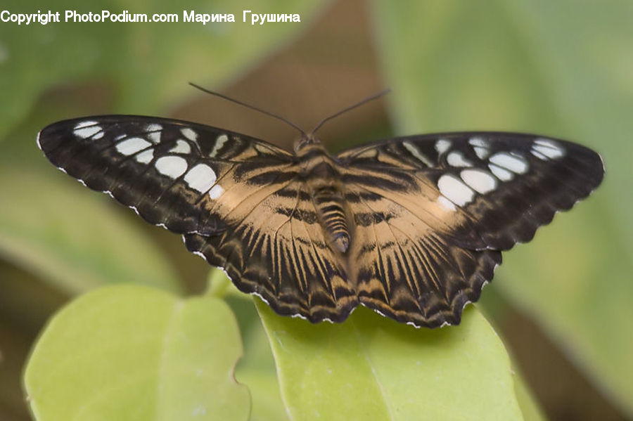 Butterfly, Insect, Invertebrate