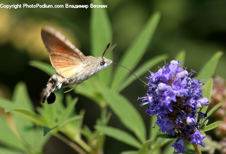 Butterfly, Insect, Invertebrate, Moth, Lavender, Plant, Blossom