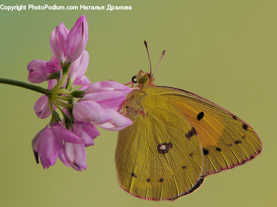 Butterfly, Insect, Invertebrate, Blossom, Flora, Flower, Geranium