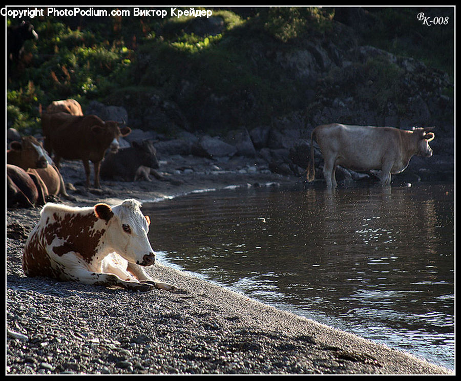 Animal, Cattle, Cow, Dairy Cow, Mammal, Angus, Bull