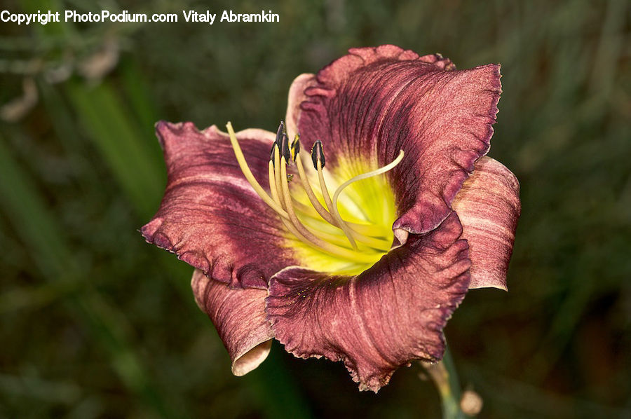 Flora, Flower, Gladiolus, Plant, Blossom, Hibiscus, Poppy