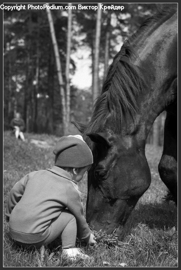 People, Person, Human, Animal, Horse, Mammal, Outdoors