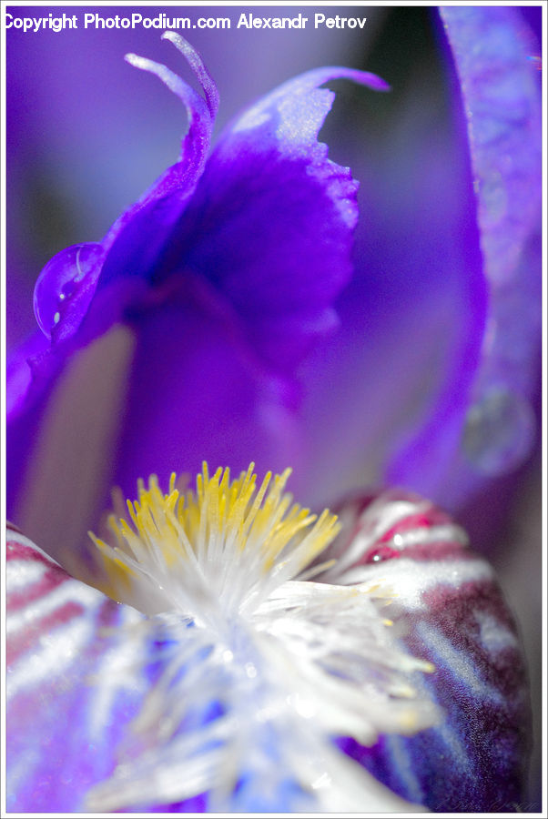 Flora, Flower, Gladiolus, Plant, Invertebrate, Jellyfish, Sea Life