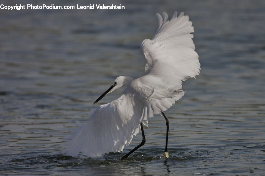 Bird, Crane Bird, Heron, Ardeidae, Beak, Stork, Egret
