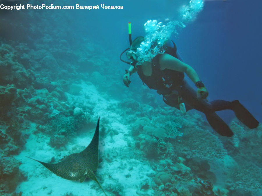 Diver, Diving, Sport, Water, Person