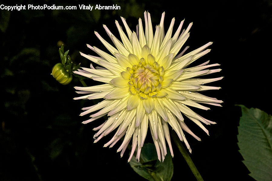 Dandelion, Flower, Plant, Acanthaceae, Annonaceae, Blossom, Flora