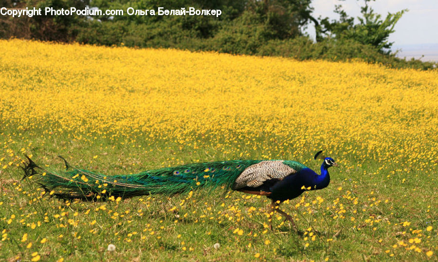 Bird, Peacock, Pheasant, Wildlife, Crane Bird, Heron, Conifer