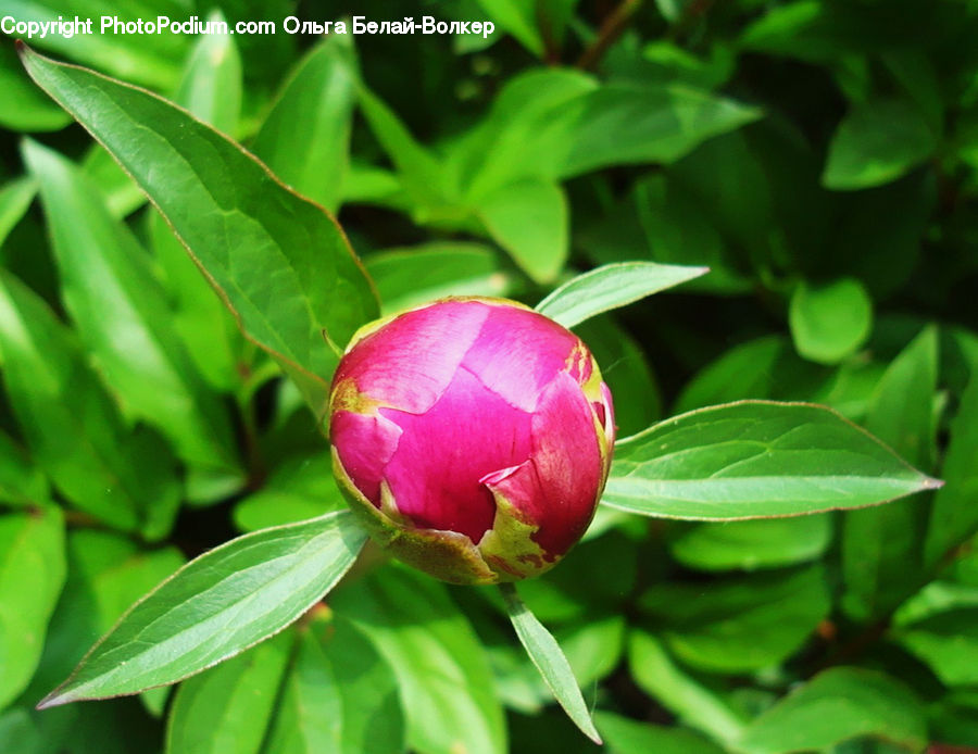 Blossom, Flower, Peony, Plant, Bud, Flora