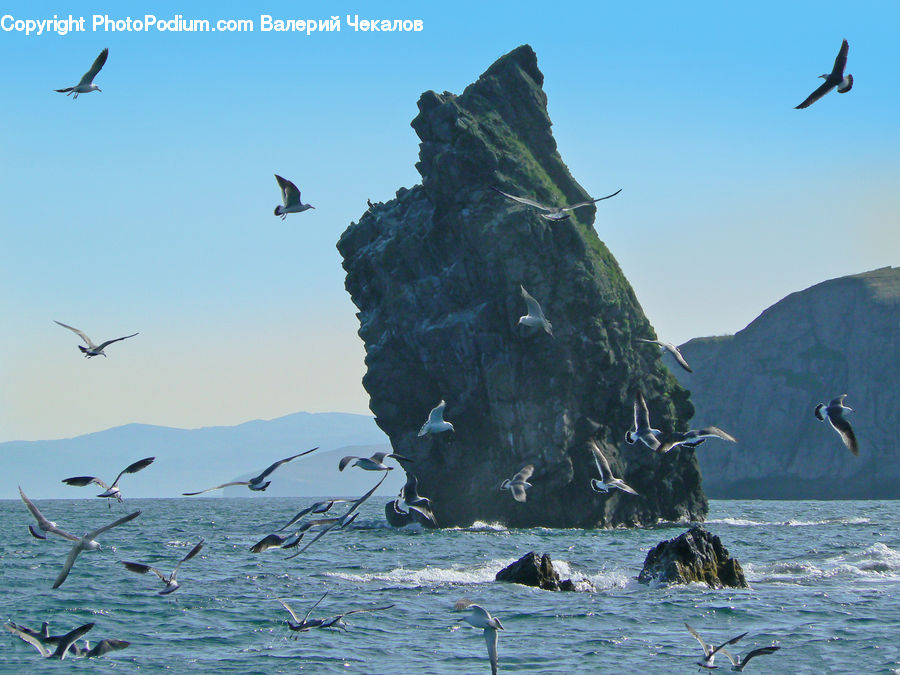 Bird, Seagull, Crane Bird, Heron, Cliff, Outdoors, Promontory