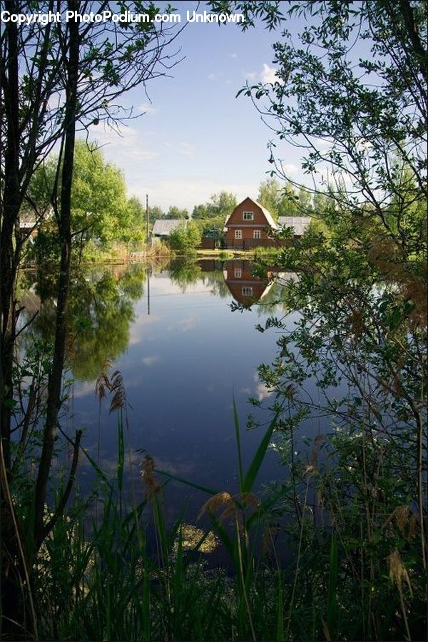 Outdoors, Pond, Water, Forest, Jungle, Rainforest, Vegetation
