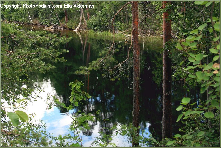 Plant, Vine, Outdoors, Pond, Water, Forest, Jungle