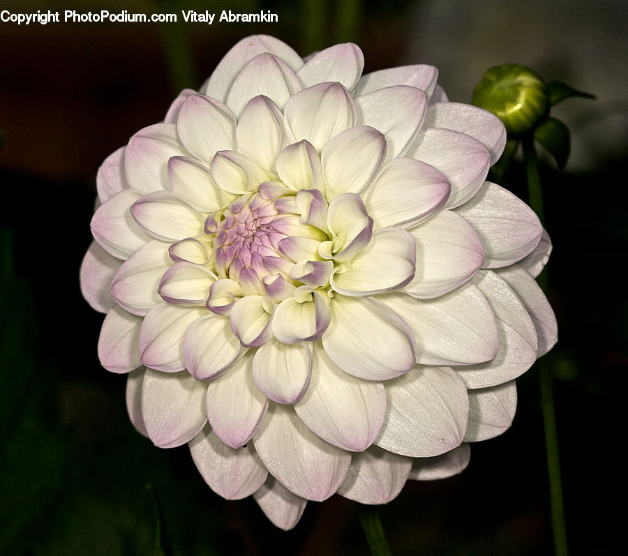 Blossom, Dahlia, Flora, Flower, Plant, Petal, Asteraceae