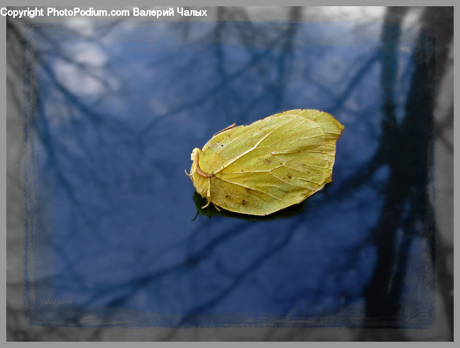 Maple, Maple Leaf, Plant, Leaf, Outdoors, Sea, Water